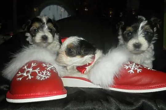 Yorkshire terrier biewer- kolorowe yoreczki -rodow