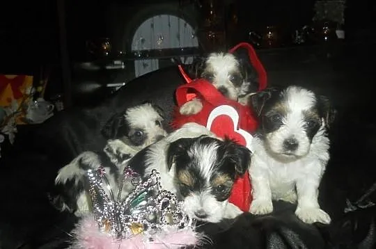 Yorkshire terrier biewer- kolorowe yoreczki -rodow