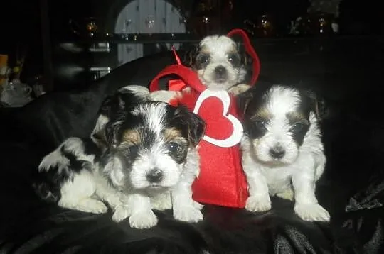 Yorkshire terrier biewer- kolorowe yoreczki -rodow