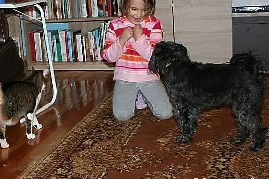 Malutka suczka PYSIA mix pudelek/sznaucerek szuka 