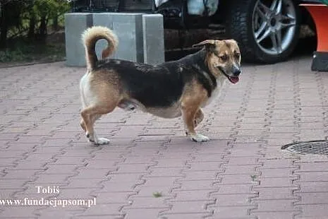 Tobiś- piesek który bardzo potrzebuje miłości,  ma