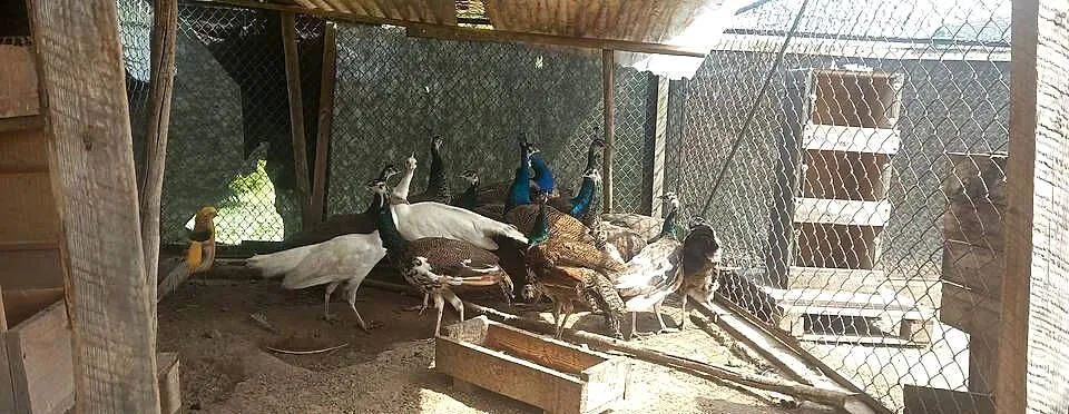 Sprzedam pawie roczne, Mazowieckie, Rykaczewo