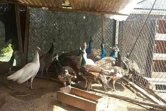 Sprzedam pawie roczne, Mazowieckie, Rykaczewo