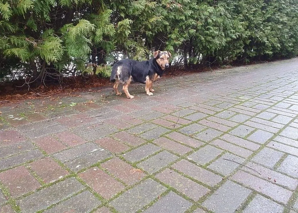 Tosia - maleńka suczka do adopcji, wielkopolskie Poznań, Wielkopolskie, Poznań