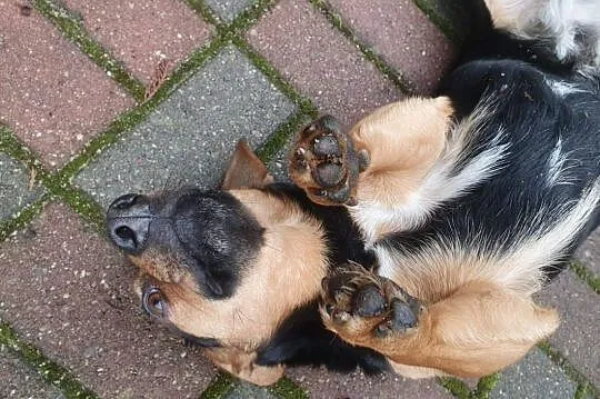 Tosia - maleńka suczka do adopcji,  wielkopolskie Poznań, Wielkopolskie, Poznań