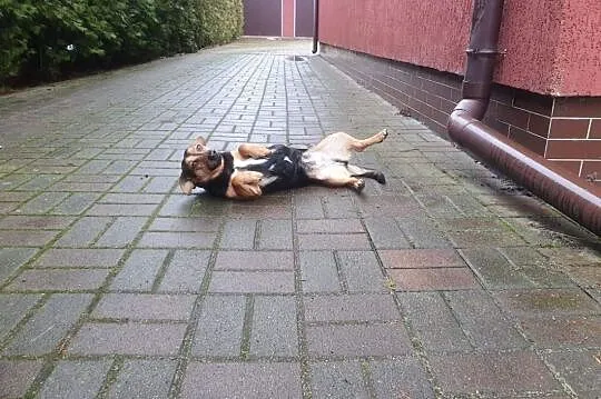 Tosia - maleńka suczka do adopcji,  wielkopolskie Poznań, Wielkopolskie, Poznań