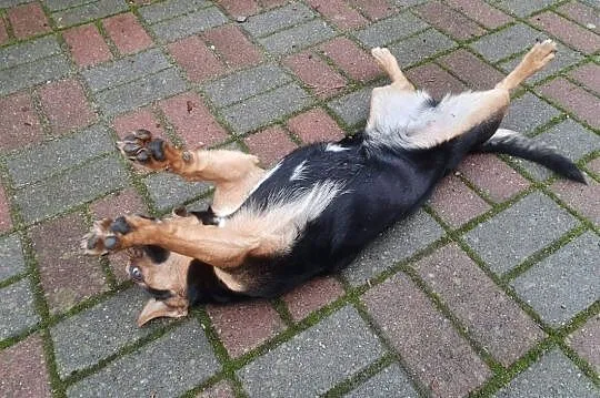 Tosia - maleńka suczka do adopcji,  wielkopolskie Poznań, Wielkopolskie, Poznań