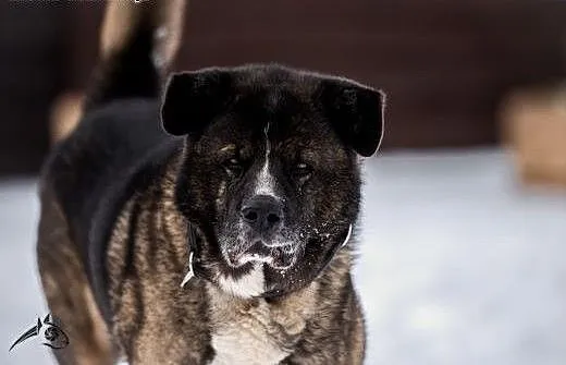 APE - cały wspaniały i Tobie oddany , śląskie Kat