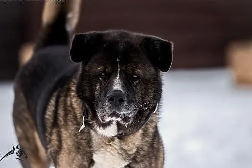 APE - cały wspaniały i Tobie oddany ,  śląskie Kat
