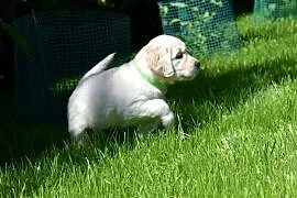 Szczenięta golden retriever ZKWP FCI
