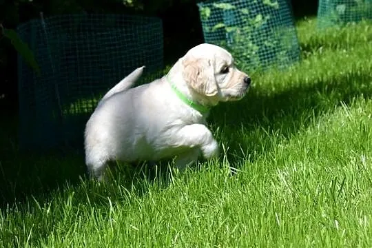 Szczenięta golden retriever ZKWP FCI