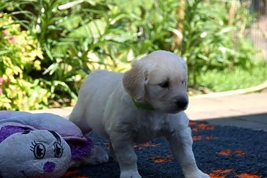 Szczenięta golden retriever ZKWP FCI, Mazowieckie, Łochów