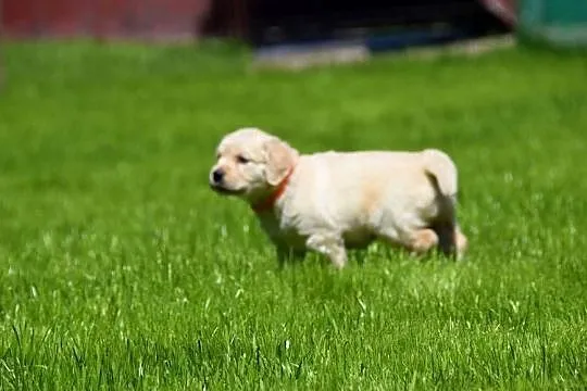 Szczenięta golden retriever ZKWP FCI, Mazowieckie, Łochów