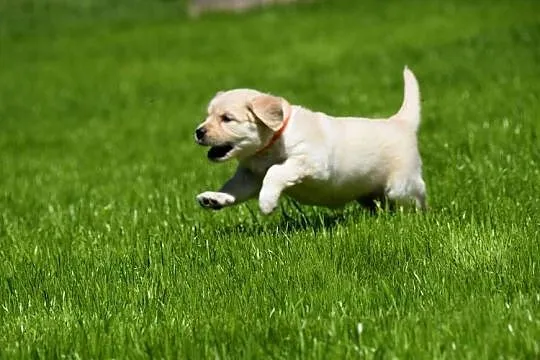 Szczenięta golden retriever ZKWP FCI, Mazowieckie, Łochów