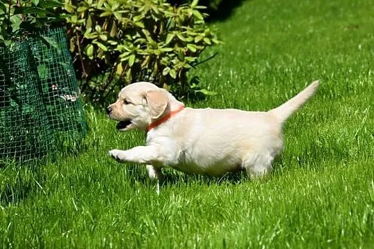 Szczenięta golden retriever ZKWP FCI, Mazowieckie, Łochów