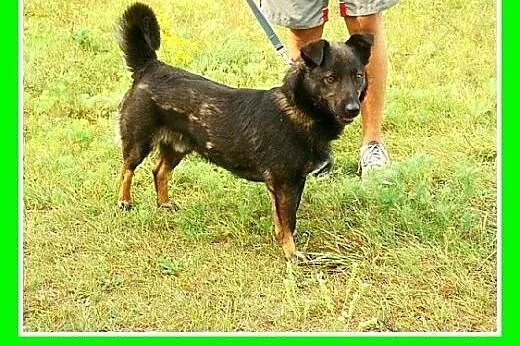 11kg,młody 2 lata,łagodny,wesoły,towarzyski piesek