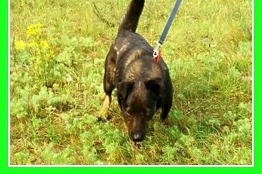 11kg,młody 2 lata,łagodny,wesoły,towarzyski piesek