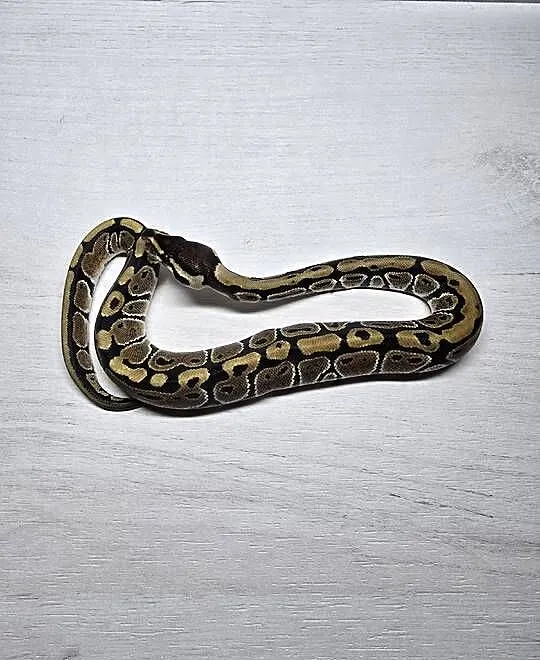 Wąż pyton królewski, python regius samica - PET, Dolnośląskie, Wrocław