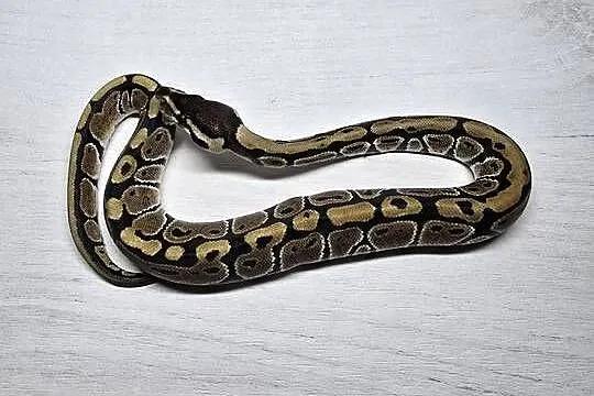 Wąż pyton królewski, python regius samica - PET, Dolnośląskie, Wrocław