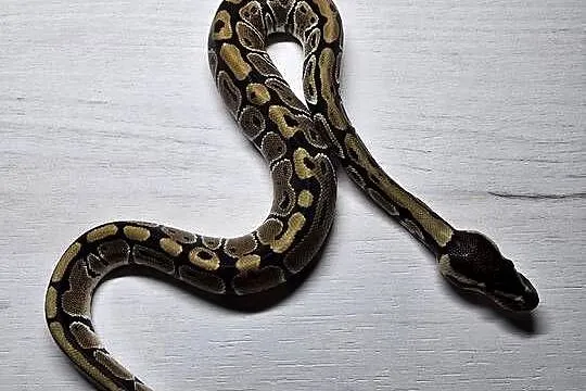 Wąż pyton królewski, python regius samica - PET, Dolnośląskie, Wrocław