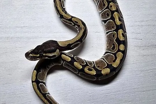 Wąż pyton królewski, python regius samica - PET, Dolnośląskie, Wrocław