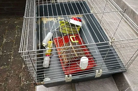 Klatka przeznaczona dla królika swinki morskiej cavia gryzoni kojec XL, Zachodniopomorskie, Szczecin