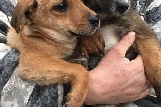 Domy dla dwóch maluszków pilnie potrzebne! Pomocy,