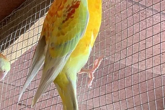 Papuga świergotka, Nowy Wiec