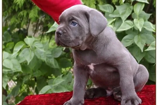 *Del-Orte FCI-szczenięta cane corso miot 