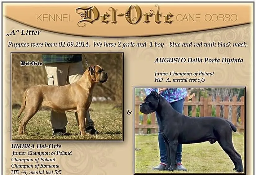 *Del-Orte FCI-szczenięta cane corso miot