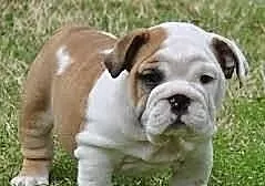 Słodki Buldog angielski