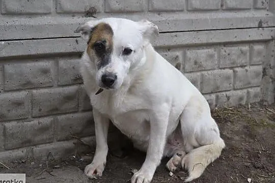 Tola szuka domu, Świętokrzyskie, Busko-Zdrój
