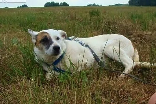 Tola szuka domu, Świętokrzyskie, Busko-Zdrój