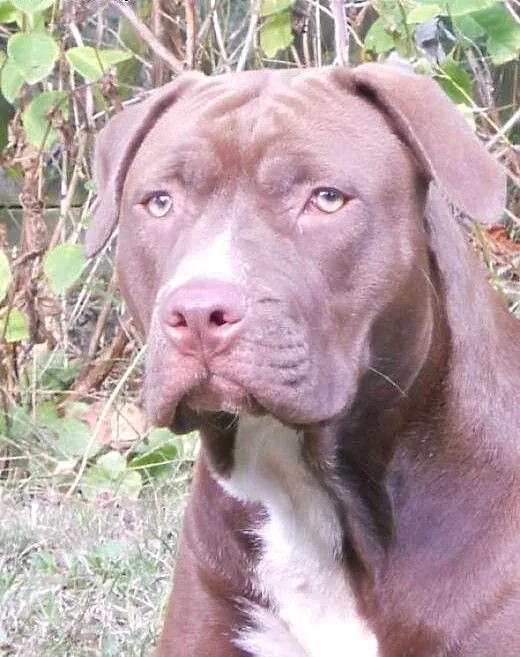 Ara 10msc pitbullka szuka domu, Amstaff cała Pols