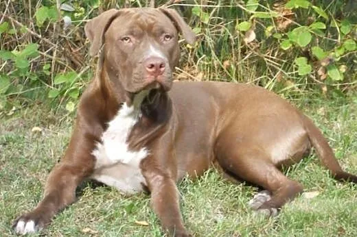 Ara 10msc pitbullka szuka domu,  Amstaff cała Pols