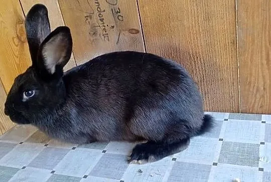 Samica mieszaniec zakocona polecam, Świętokrzyskie, Czarzyzna