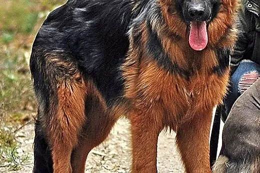 ORO 8 m-czny owczarek długowłosy do adopcji,  mazowieckie Warszawa