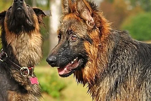ORO 8 m-czny owczarek długowłosy do adopcji,  mazo