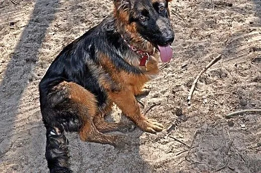 ORO 8 m-czny owczarek długowłosy do adopcji,  mazo