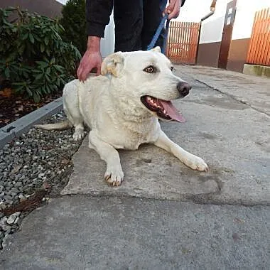Piesek w typie biszkoptowego labradora szuka domu