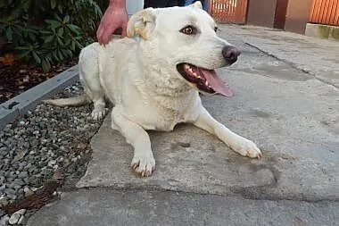 Piesek w typie biszkoptowego labradora szuka domu