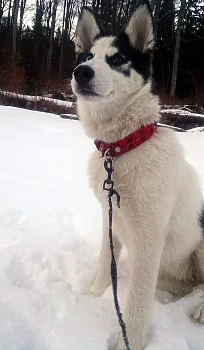 AJSZA szczenię husky do adopcji, dolnośląskie Jel
