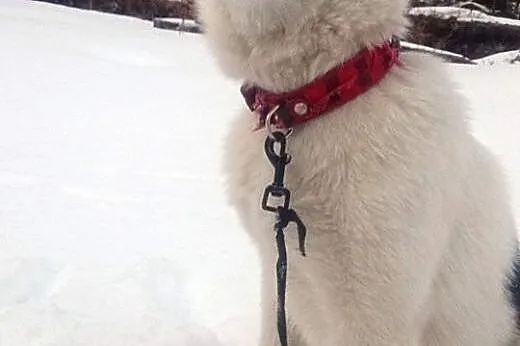 AJSZA szczenię husky do adopcji, dolnośląskie Jelenia Góra