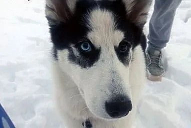 AJSZA szczenię husky do adopcji,  dolnośląskie Jel