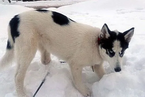 AJSZA szczenię husky do adopcji,  dolnośląskie Jel
