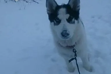 AJSZA szczenię husky do adopcji,  dolnośląskie Jel