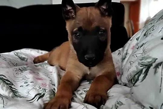 Owczarek Belgijski Malinois Szczeniaki