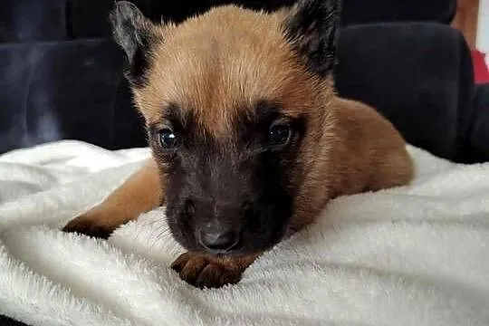 Owczarek Belgijski Malinois Szczeniaki, Śląskie, Częstochowa