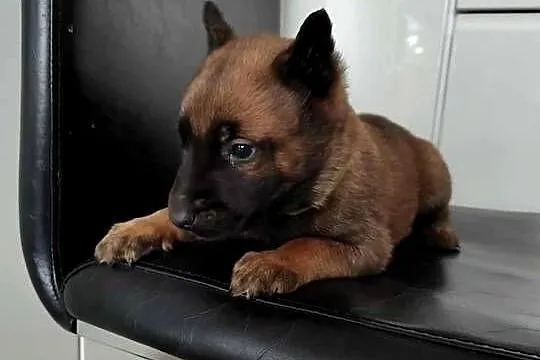 Owczarek Belgijski Malinois Szczeniaki, Śląskie, Częstochowa