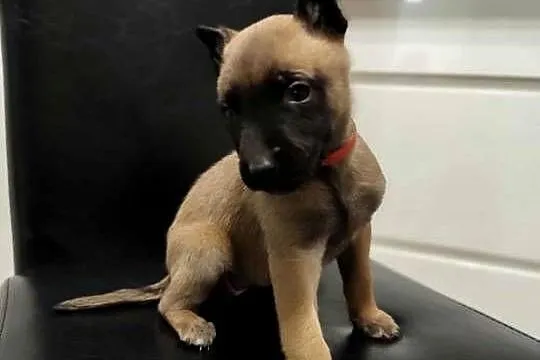 Owczarek Belgijski Malinois Szczeniaki, Śląskie, Częstochowa